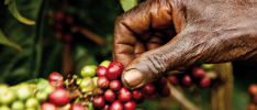 La industria del café: insostenible para las familias productoras y el medio ambiente